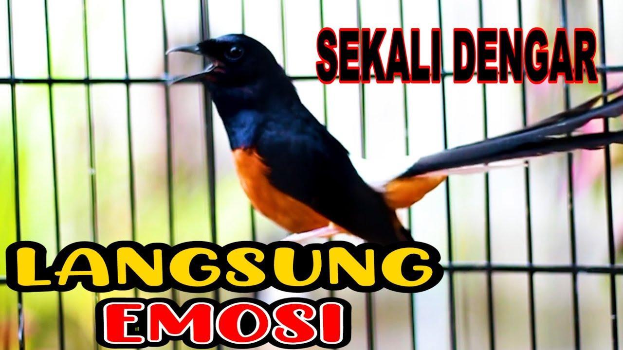 Tips Menjadikan Burung Anda Gacor Tergacor secara Efektif