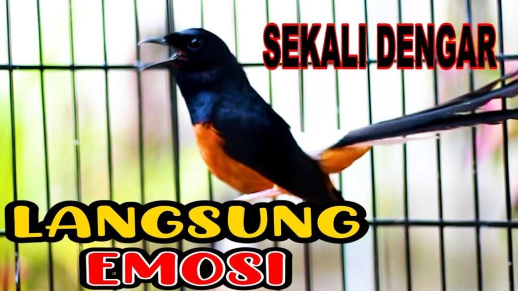 Tips Menjadikan Burung Anda Gacor Tergacor secara Efektif