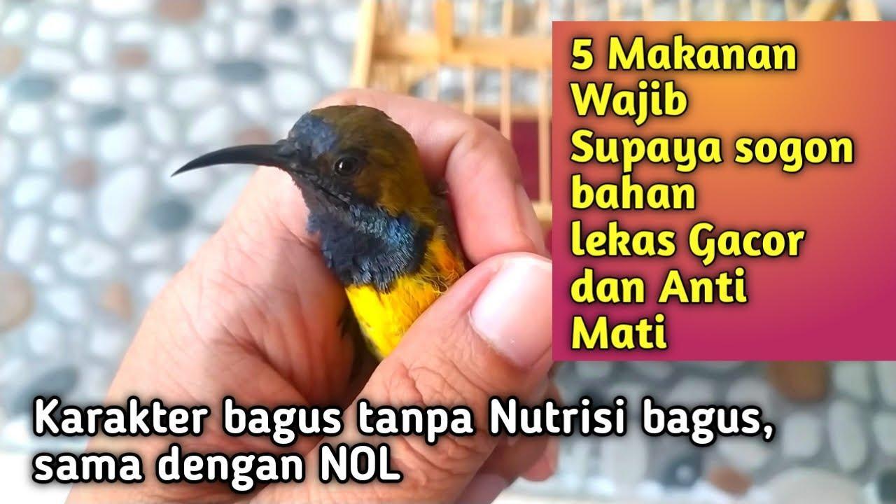 Tips Menjadikan Burung Anda Gacor Tergacor secara Efektif